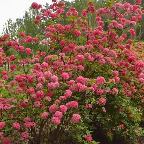 Rhododendron Homebush, С2 imagine 1 articol 8263