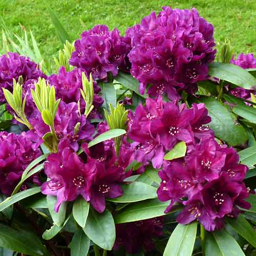 Rhododendron Kali imagine 1 articol 4795