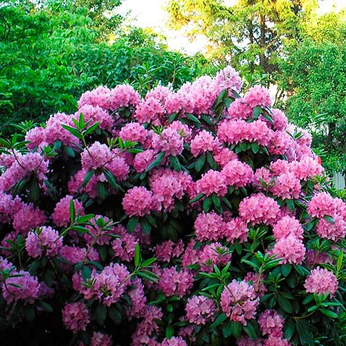 Rhododendron Kermesina Rose imagine 2 articol 6591