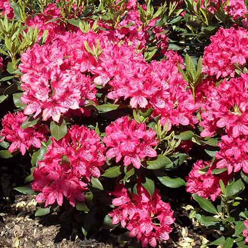 Rhododendron Pearce's American Beauty imagine 1 articol 4797