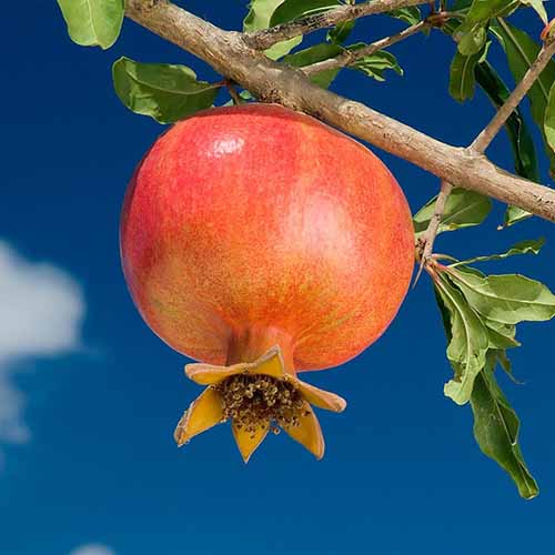 Rodie Wonderfull, С2 articol fotografie 1 Rodie Wonderfull, С2 imagine 1 articol 4868