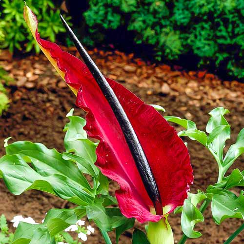 Dracunculus Vulgaris imagine 1 articol 67346