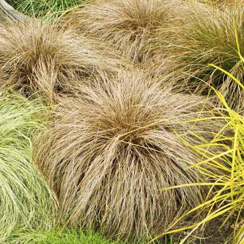 Rogoz (Carex) Bronco, C3 articol fotografie 1 Rogoz (Carex) Bronco, C3 imagine 1 articol 8520