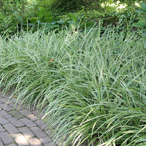 Rogoz (Carex) Ice Dance imagine 1 articol 3979