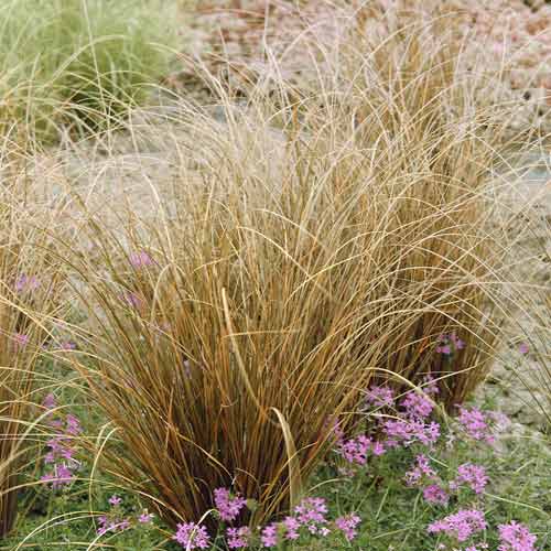 Rogoz (Carex) Red Rooster PBR, C3 imagine 1 articol 8519