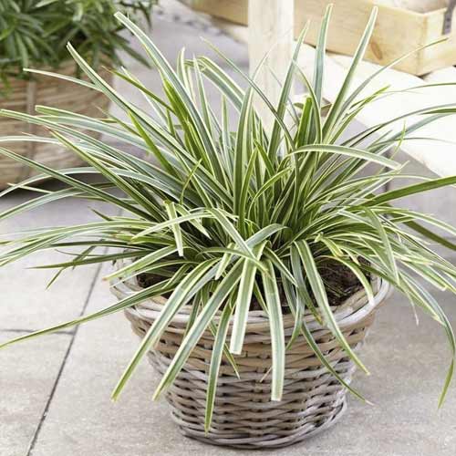 Rogoz (Carex) Vanilla Ice ®, C3 articol fotografie 1 Rogoz (Carex) Vanilla Ice ®, C3 imagine 1 articol 8521