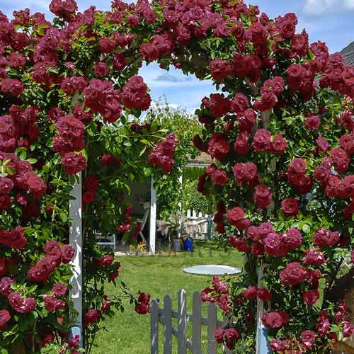 Trandafir urcător Black Prince imagine 1 articol 2184