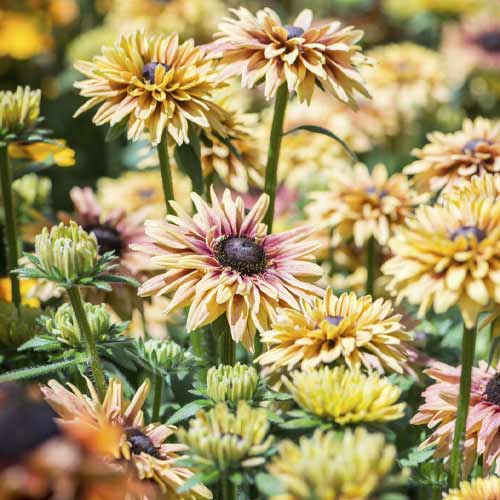 Rudbeckia (Bulgări de soare) SmileyZ Flamenco Vanilia, C3 articol fotografie 1 Rudbeckia (Bulgări de soare) SmileyZ Flamenco Vanilia, C3 imagine 1 articol 8574