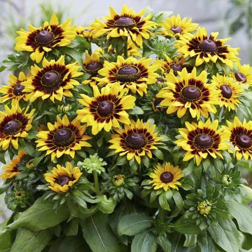 Rudbeckia (Bulgări de soare) SmileyZ Tiger, C3 articol fotografie 1 Rudbeckia (Bulgări de soare) SmileyZ Tiger, C3 imagine 1 articol 8573