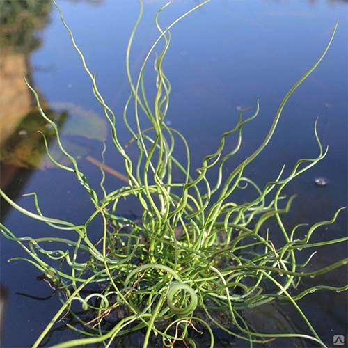 Rugina (Juncus) Spiralis imagine 1 articol 01412