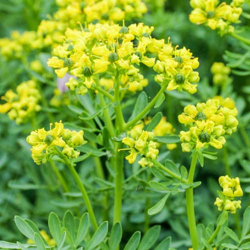 Rută de grădină imagine 1 articol 66993