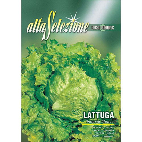 Salată Batavia blanca articol fotografie 1 Salată Batavia blanca imagine 1 articol 87170