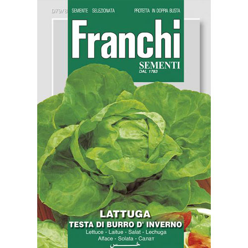 Salată de capățână Testa di Burro d'Inverno articol fotografie 1 Salată de capățână Testa di Burro d'Inverno imagine 1 articol 87174