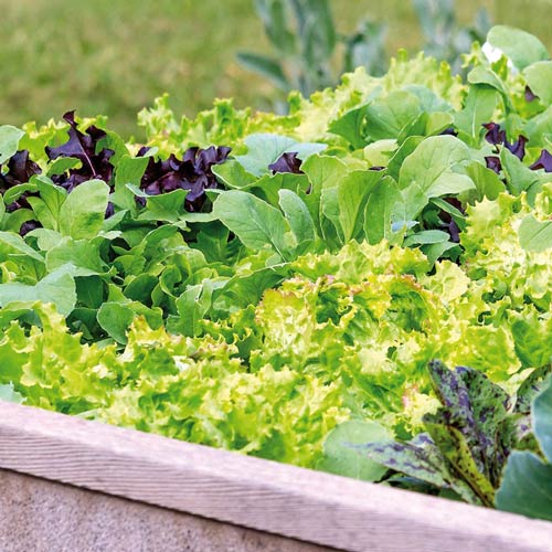 Salată imagine 1 articol 65441