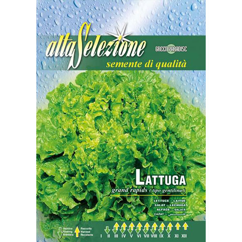 Salată Gentilina articol fotografie 1 Salată Gentilina imagine 1 articol 87171