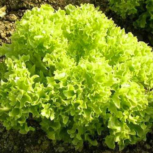 Salată Lollo Bionda imagine 1 articol 66744
