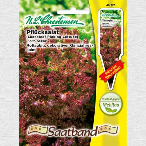 Salată Lollo Rossa (Chrestensen) articol fotografie 1 Salată Lollo Rossa (Chrestensen) imagine 1 articol 69146