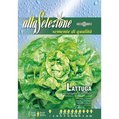 Salată Meraviglia d'Inverno articol fotografie 1 Salată Meraviglia d'Inverno imagine 1 articol 87172