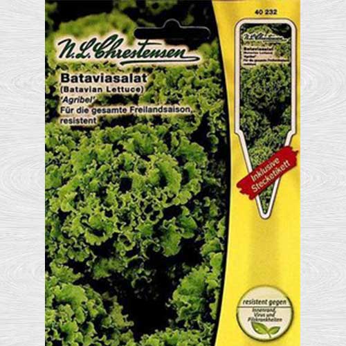 Salată tip batavia Agribel articol fotografie 1 Salată tip batavia Agribel imagine 1 articol 69025