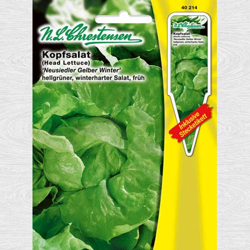 Salată verde Yellow Winter imagine 1 articol 69104