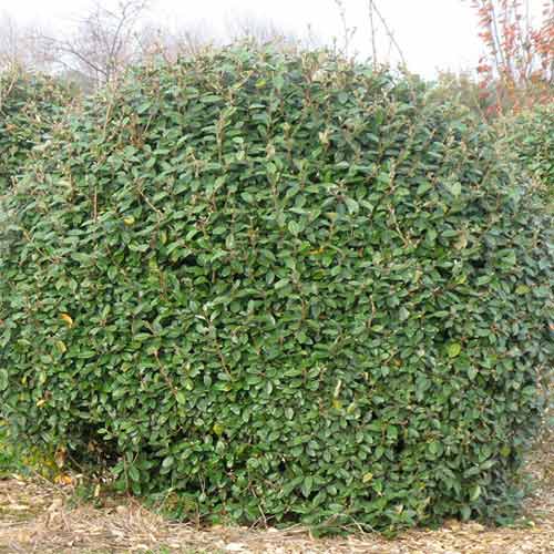 Sălcioară Super Compacta articol fotografie 1 Sălcioară Super Compacta imagine 1 articol 4433