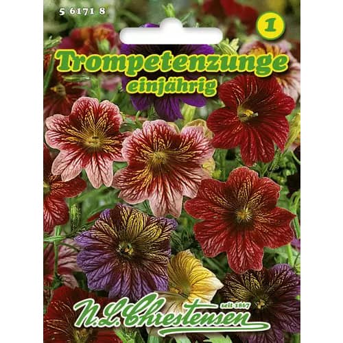 Salpiglossis sinuata (Trompetuță) Superbissima, mix multicolor imagine 1 articol 96445