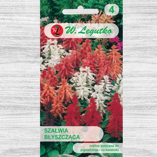 Salvie decorativă, mix multicolor Legutko articol fotografie 1 Salvie decorativă, mix multicolor Legutko imagine 1 articol 78592