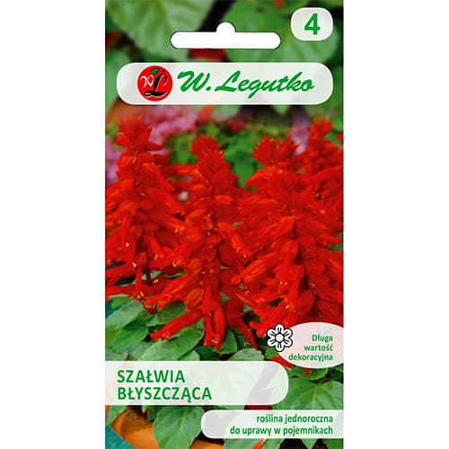 Salvie decorativă roșie articol fotografie 1 Salvie decorativă roșie imagine 1 articol 78589