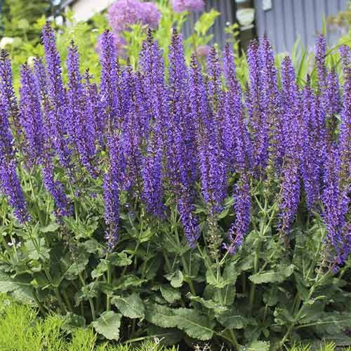 Salvie Midnight Purple, C3 articol fotografie 1 Salvie Midnight Purple, C3 imagine 1 articol 8575