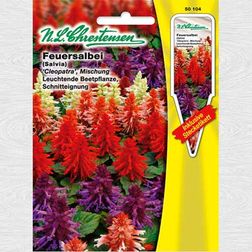 Salvie roșie Cleopatra, mix multicolor articol fotografie 1 Salvie roșie Cleopatra, mix multicolor imagine 1 articol 69370