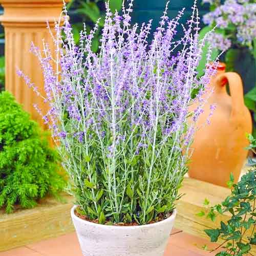 Salvie rusească Blue Spire imagine 1 articol 3966