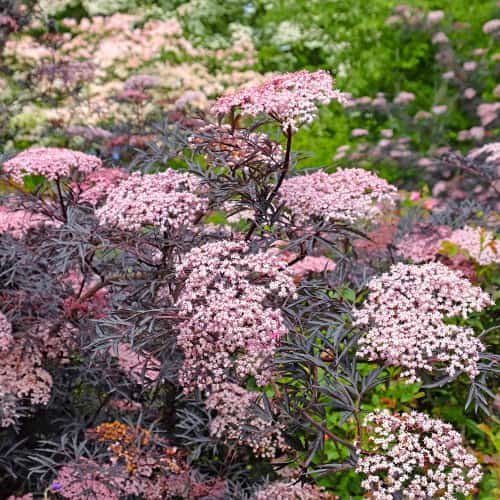 Sambucus nigra Black Lace Eva, С2 imagine 1 articol 8265