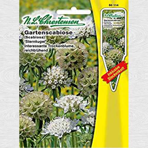 Scabiosa stellata (Sipică) Sternkugel articol fotografie 1 Scabiosa stellata (Sipică) Sternkugel imagine 1 articol 69372