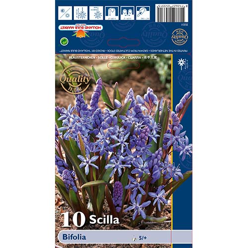 Scilia Bifolia articol fotografie 1 Scilia Bifolia imagine 1 articol 70240