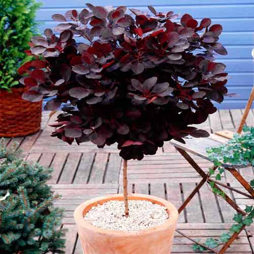 Scumpie Royal Purple imagine 1 articol 73026