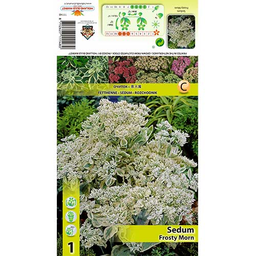 Iarbă grasă (Sedum) Frosty Morn articol fotografie 1 Iarbă grasă (Sedum) Frosty Morn imagine 1 articol 70487