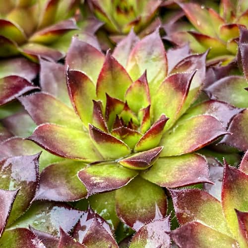 Sempervivum Cassiopea, С2 imagine 1 articol 8266
