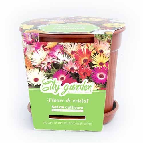 Set de cultivare - Dorotheanthus bellidiformis imagine 1 articol 96317