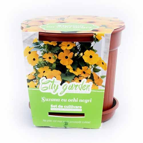 Set de cultivare - Thunbergia alata articol fotografie 1 Set de cultivare - Thunbergia alata imagine 1 articol 96313