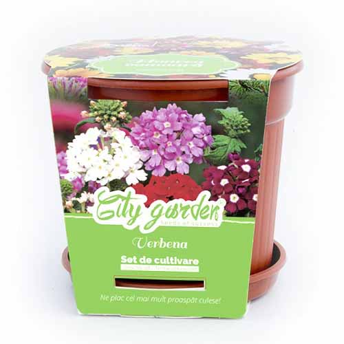 Set de cultivare - Verbena pitică, mix multicolor imagine 1 articol 96314