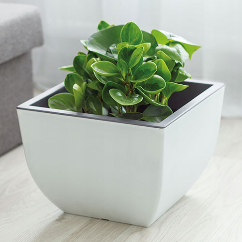 Ghiveci pătrat Muna bicolor, alb + gri, 29.5 cm imagine 1 articol 87398