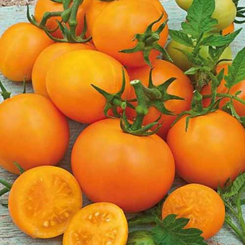 Set răsadniță medie cu soiuri românești Roșie Bacovia imagine 1 articol 96302