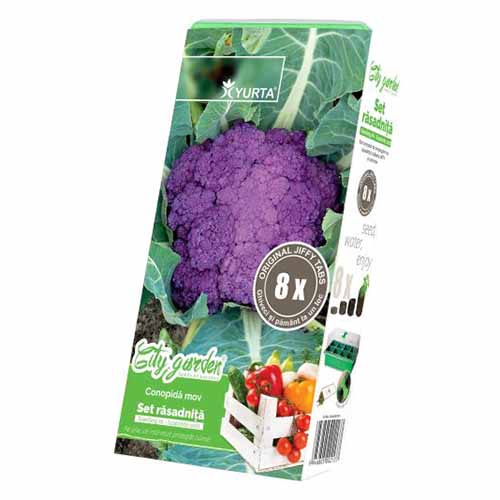 Set răsadniță medie și Conopidă mov imagine 1 articol 96285