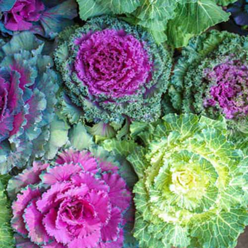 Set răsadniță mică și Varză ornamentală, mix multicolor imagine 1 articol 96277