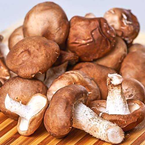 Shiitake articol fotografie 2 Shiitake imagine 2 articol 9744