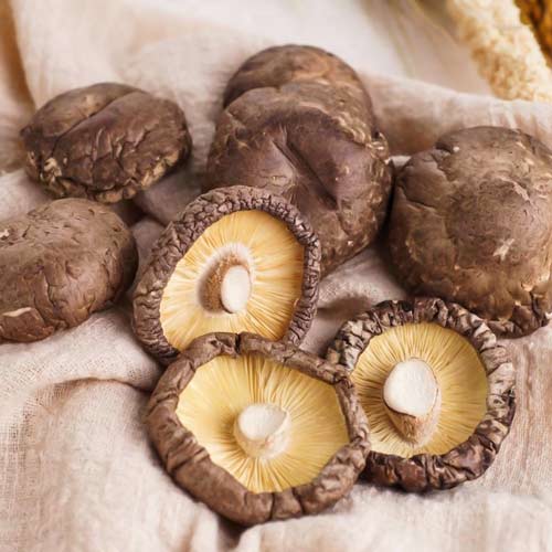 Shiitake articol fotografie 3 Shiitake imagine 3 articol 9744