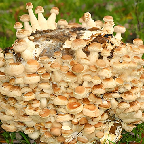 Shiitake articol fotografie 1 Shiitake imagine 1 articol 96882