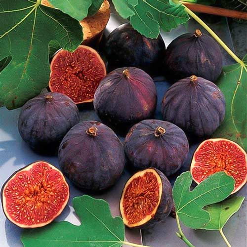 Smochin negru imagine 1 articol 9274