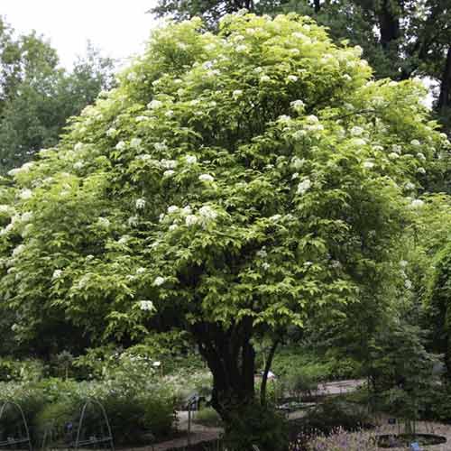 Soc negru Aurea, C3 articol fotografie 1 Soc negru Aurea, C3 imagine 1 articol 8576