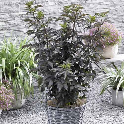 Soc negru Black Tower PBR, C5 articol fotografie 1 Soc negru Black Tower PBR, C5 imagine 1 articol 8577